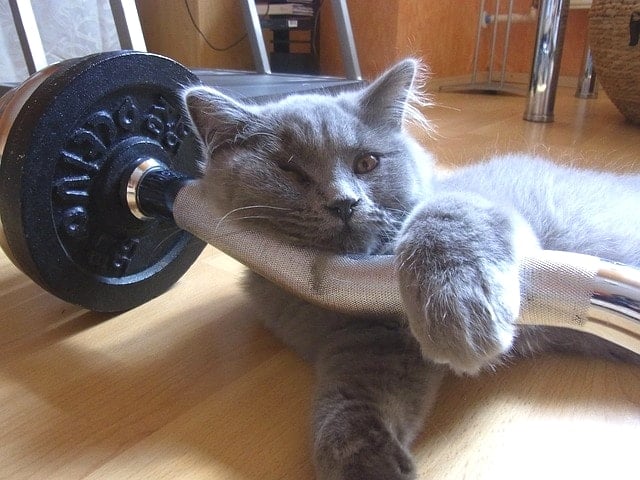 バーベルと猫