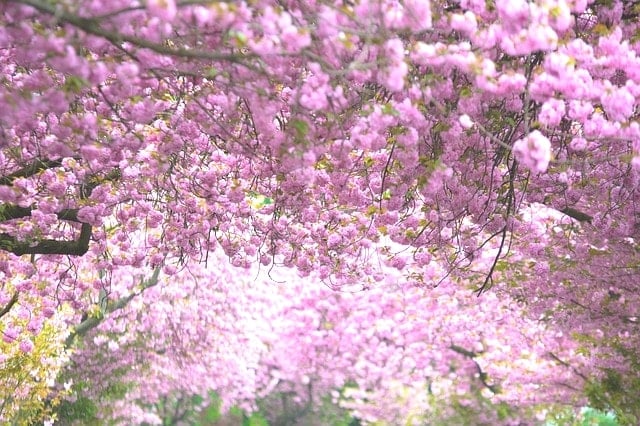 気仙沼市の徳仙丈山が凄すぎる！山がピンク色に染まる開花時期は？