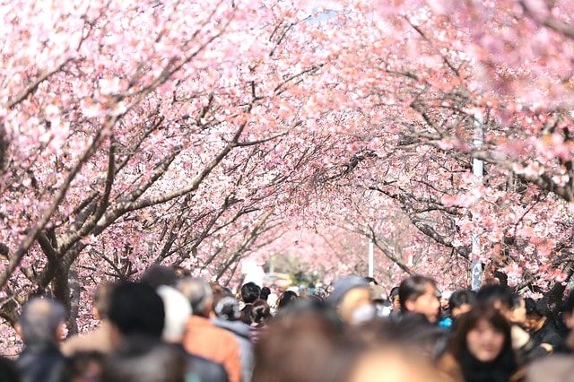 満開の桜と大勢の花見客。