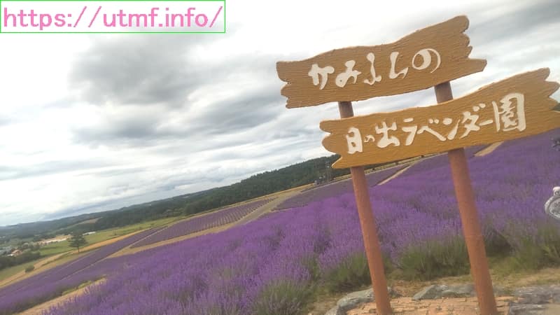 Lavender field in Furano city